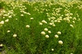 Myriad of flowers of Santolina virens Royalty Free Stock Photo