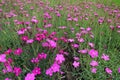 Myriad of magenta colored flowers of Dianthus deltoides