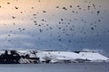 Myriad of sea birds over glacial Islands Royalty Free Stock Photo