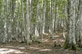 myriad of trees of beech wood at Terminillo mountain range, Italy