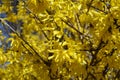 Myriad of yellow flowers of forsythia against blue sky Royalty Free Stock Photo