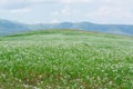 Myriads of white daisies. Green Hill. Summer season. Nature `Kapal` . Cloudy weather. Mountains `Alatau` .