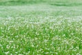 Myriads of white daisies. Green Hill. Summer season.