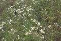 Myriads of yellow-white flowers. shallow depth of field