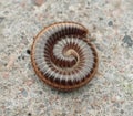 Myriapoda Royalty Free Stock Photo