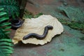 A myriapoda, millipede crawling on a leaf Royalty Free Stock Photo