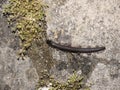 Myriapoda on rocky ground close up top view Royalty Free Stock Photo