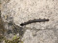 Myriapoda on rocky ground close up top view Royalty Free Stock Photo