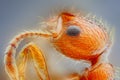 Myrica ant head Royalty Free Stock Photo