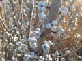 Myrica Pensylvanica (Bayberry) Plant with Seeds. Royalty Free Stock Photo