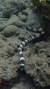 Harlequin Banded Snake Eel coral reef in indonesia, north lombok and Bali