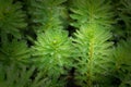 A bunch of Myriophyllum aquaticum