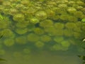 Myriophyllum aquaticum