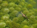 Myriophyllum aquaticum