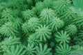 Myriophyllum spicatum/aquaticum in a pond