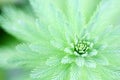 Overhead vision of Myriophyllum verticillatum