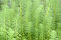 Myriophyllum, watermilfoil, freshwater aquatic plants.