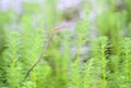 Myriophyllum, watermilfoil, freshwater aquatic plants.