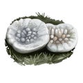 Myriostoma coliforme, salt shaker earthstar or pepperpot mushroom closeup digital art illustration. Boletus has thin