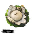 Myriostoma coliforme, salt shaker earthstar or pepperpot mushroom closeup digital art illustration. Boletus has thin stem and grey