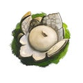 Myriostoma coliforme, salt shaker earthstar or pepperpot mushroom closeup digital art illustration. Boletus has thin stem and grey