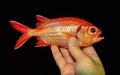 Myripristis berndti - red fish caught in the Red Sea Royalty Free Stock Photo