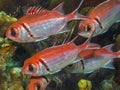 Myripristis jacobus,Blackbar soldierfish Royalty Free Stock Photo