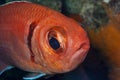 Myripristis jacobus ,Blackbar soldierfish Royalty Free Stock Photo