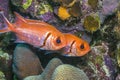 Myripristis jacobus, Blackbar soldierfish Royalty Free Stock Photo