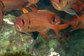 Myripristis murdjan is a species of soldierfish. A flock of orange-red fish with big eyes hides under the overhanging coral reef. Royalty Free Stock Photo