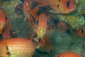 Myripristis murdjan is a species of soldierfish. A flock of orange-red fish with big eyes hides under the overhanging coral reef. Royalty Free Stock Photo