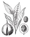 Myristica Fragrans vintage illustration