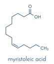 Myristoleic acid omega-5 fatty acid molecule. Skeletal formula. Royalty Free Stock Photo