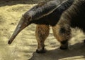 Giant Anteater Close Up Detail Royalty Free Stock Photo