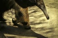 Giant Anteater Close Up Detail Royalty Free Stock Photo