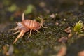 Myrmecophila acervorum Royalty Free Stock Photo