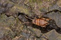 Myrmecophila acervorum Royalty Free Stock Photo