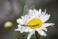 Myrmeleontidae ant lion resting on the flowers Royalty Free Stock Photo