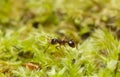 Myrmica ant with caught springtail Royalty Free Stock Photo