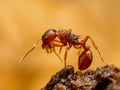 Myrmica ant Royalty Free Stock Photo