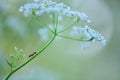 Myrmica ant and cow parsley flowers Royalty Free Stock Photo
