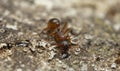 Myrmica ant feeding on sap on oak Royalty Free Stock Photo