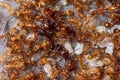 Myrmica rubra colony two