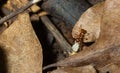 Myrmica ruginodis carrying large larva. A red ant moving a grub to safety within a disturbed nest Royalty Free Stock Photo