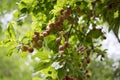 Myrobalan plum branches full of ripening fruit