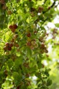 Myrobalan plum branches full of ripening fruit