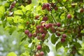 Myrobalan plum branches full of ripening fruit