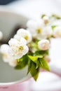 Myrobalan plum flowers in a small mug