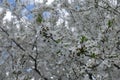 Myrobalan plum in full bloom in April Royalty Free Stock Photo
