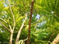 Myrobalan tree